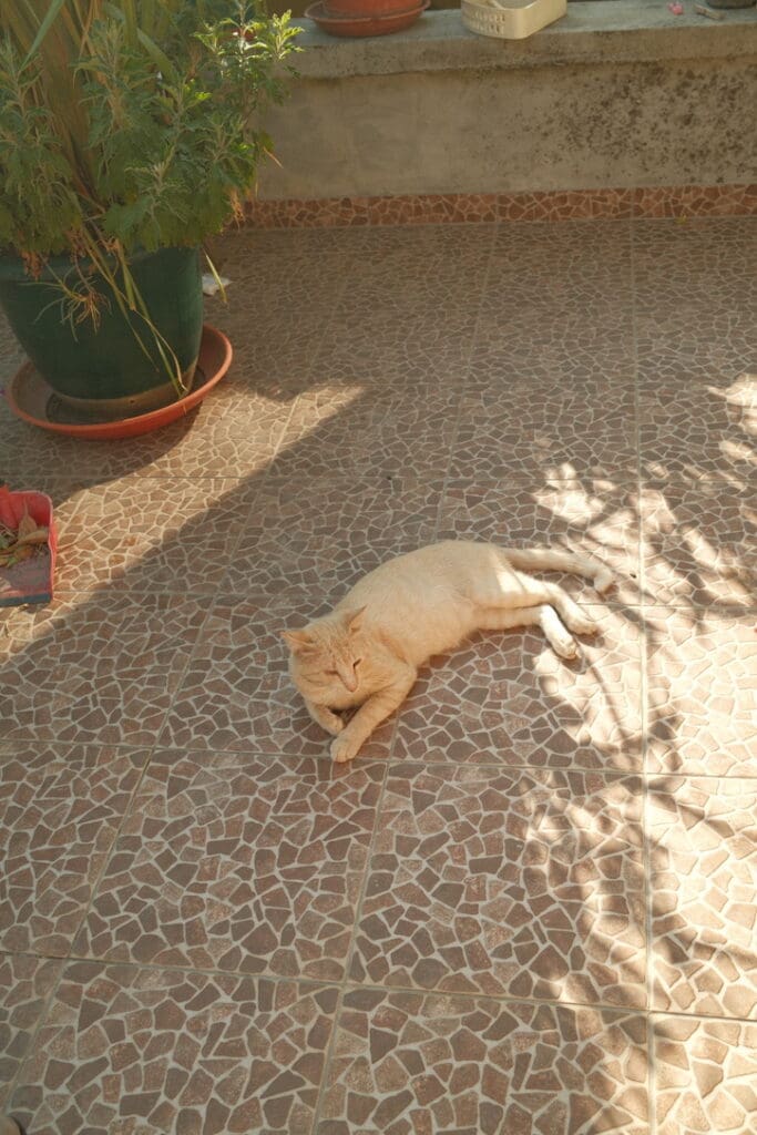 A cat relaxing in the afternoon sun in a small Portuguese village.